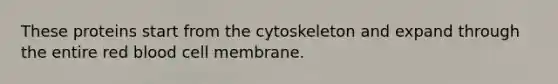 These proteins start from the cytoskeleton and expand through the entire red blood cell membrane.