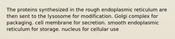 The proteins synthesized in the rough endoplasmic reticulum are then sent to the lysosome for modification. Golgi complex for packaging. cell membrane for secretion. smooth endoplasmic reticulum for storage. nucleus for cellular use