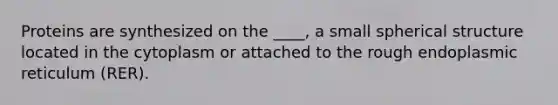 Proteins are synthesized on the ____, a small spherical structure located in the cytoplasm or attached to the rough endoplasmic reticulum (RER).