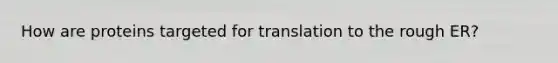 How are proteins targeted for translation to the rough ER?