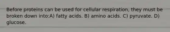 Before proteins can be used for cellular respiration, they must be broken down into:A) fatty acids. B) amino acids. C) pyruvate. D) glucose.