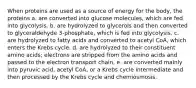 When proteins are used as a source of energy for the body, the proteins a. are converted into glucose molecules, which are fed into glycolysis. b. are hydrolyzed to glycerols and then converted to glyceraldehyde 3-phosphate, which is fed into glycolysis. c. are hydrolyzed to fatty acids and converted to acetyl CoA, which enters the Krebs cycle. d. are hydrolyzed to their constituent amino acids; electrons are stripped from the amino acids and passed to the electron transport chain. e. are converted mainly into pyruvic acid, acetyl CoA, or a Krebs cycle intermediate and then processed by the Krebs cycle and chemiosmosis.