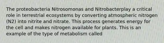 The proteobacteria Nitrosomonas and Nitrobacterplay a critical role in terrestrial ecosystems by converting atmospheric nitrogen (N2) into nitrite and nitrate. This process generates energy for the cell and makes nitrogen available for plants. This is an example of the type of metabolism called