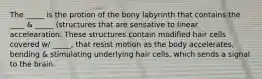 The _____ is the protion of the bony labyrinth that contains the ____ & _____ (structures that are sensative to linear accelearation. These structures contain modified hair cells covered w/ _____, that resist motion as the body accelerates, bending & stimulating underlying hair cells, which sends a signal to the brain.