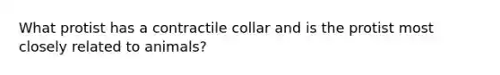 What protist has a contractile collar and is the protist most closely related to animals?