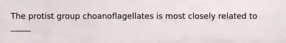 The protist group choanoflagellates is most closely related to _____