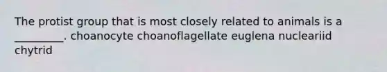 The protist group that is most closely related to animals is a _________. choanocyte choanoflagellate euglena nucleariid chytrid