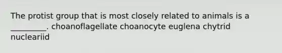 The protist group that is most closely related to animals is a _________. choanoflagellate choanocyte euglena chytrid nucleariid