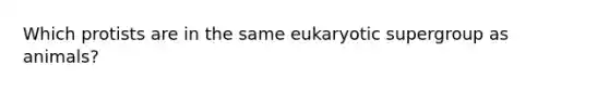 Which protists are in the same eukaryotic supergroup as animals?