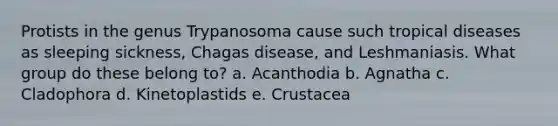 Protists in the genus Trypanosoma cause such tropical diseases as sleeping sickness, Chagas disease, and Leshmaniasis. What group do these belong to? a. Acanthodia b. Agnatha c. Cladophora d. Kinetoplastids e. Crustacea