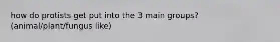 how do protists get put into the 3 main groups? (animal/plant/fungus like)