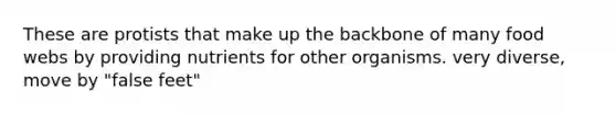 These are protists that make up the backbone of many food webs by providing nutrients for other organisms. very diverse, move by "false feet"