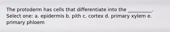 The protoderm has cells that differentiate into the __________. Select one: a. epidermis b. pith c. cortex d. primary xylem e. primary phloem