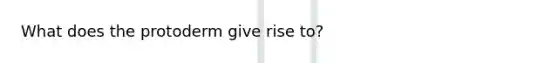 What does the protoderm give rise to?