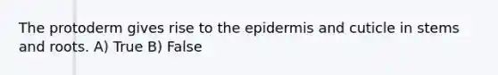 The protoderm gives rise to <a href='https://www.questionai.com/knowledge/kBFgQMpq6s-the-epidermis' class='anchor-knowledge'>the epidermis</a> and cuticle in stems and roots. A) True B) False