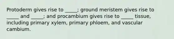 Protoderm gives rise to _____; ground meristem gives rise to _____ and _____; and procambium gives rise to _____ tissue, including primary xylem, primary phloem, and vascular cambium.