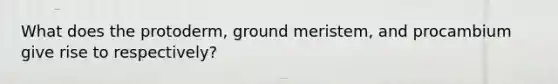 What does the protoderm, ground meristem, and procambium give rise to respectively?