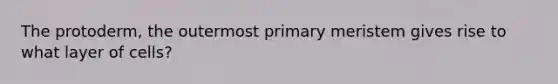 The protoderm, the outermost primary meristem gives rise to what layer of cells?