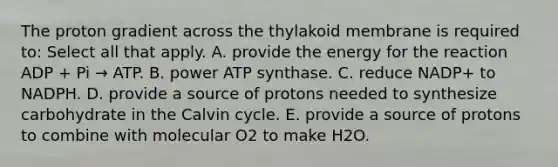 The proton gradient across the thylakoid membrane is required to: Select all that apply. A. provide the energy for the reaction ADP + Pi → ATP. B. power ATP synthase. C. reduce NADP+ to NADPH. D. provide a source of protons needed to synthesize carbohydrate in the Calvin cycle. E. provide a source of protons to combine with molecular O2 to make H2O.