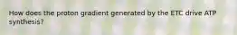 How does the proton gradient generated by the ETC drive ATP synthesis?