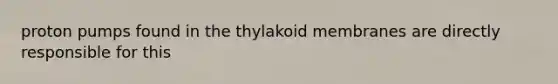 proton pumps found in the thylakoid membranes are directly responsible for this