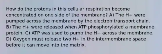 How do the protons in this cellular respiration become concentrated on one side of the membrane? A) The H+ were pumped across the membrane by the electron transport chain. B) The H+ were released when ATP phosphorylated a membrane protein. C) ATP was used to pump the H+ across the membrane. D) Oxygen must release two H+ in the intermembrane space before it can move into the matrix.