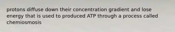 protons diffuse down their concentration gradient and lose energy that is used to produced ATP through a process called chemiosmosis