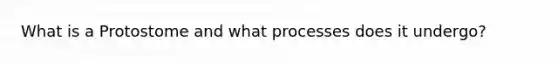 What is a Protostome and what processes does it undergo?