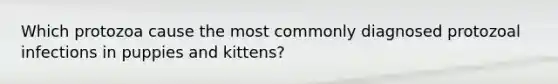 Which protozoa cause the most commonly diagnosed protozoal infections in puppies and kittens?