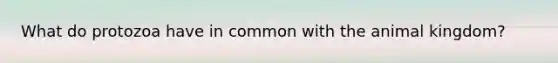 What do protozoa have in common with the animal kingdom?