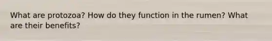 What are protozoa? How do they function in the rumen? What are their benefits?