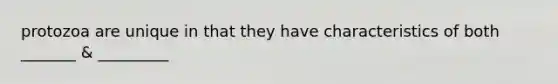 protozoa are unique in that they have characteristics of both _______ & _________