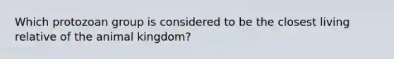 Which protozoan group is considered to be the closest living relative of the animal kingdom?