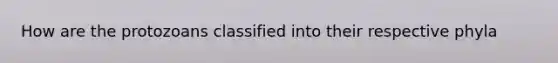 How are the protozoans classified into their respective phyla
