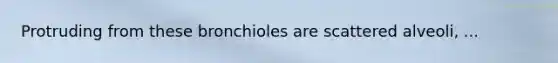 Protruding from these bronchioles are scattered alveoli, ...