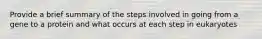 Provide a brief summary of the steps involved in going from a gene to a protein and what occurs at each step in eukaryotes