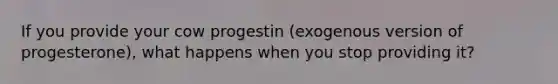 If you provide your cow progestin (exogenous version of progesterone), what happens when you stop providing it?