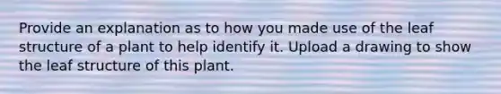 Provide an explanation as to how you made use of the leaf structure of a plant to help identify it. Upload a drawing to show the leaf structure of this plant.