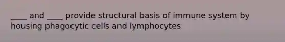 ____ and ____ provide structural basis of immune system by housing phagocytic cells and lymphocytes