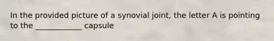 In the provided picture of a synovial joint, the letter A is pointing to the ____________ capsule