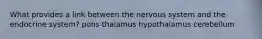 What provides a link between the nervous system and the endocrine system? pons thalamus hypothalamus cerebellum