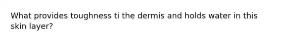 What provides toughness ti the dermis and holds water in this skin layer?