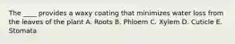 The ____ provides a waxy coating that minimizes water loss from the leaves of the plant A. Roots B. Phloem C. Xylem D. Cuticle E. Stomata