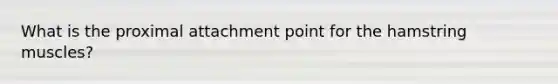 What is the proximal attachment point for the hamstring muscles?