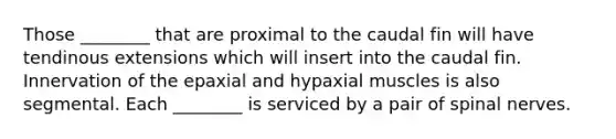 Those ________ that are proximal to the caudal fin will have tendinous extensions which will insert into the caudal fin. Innervation of the epaxial and hypaxial muscles is also segmental. Each ________ is serviced by a pair of spinal nerves.