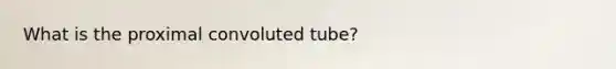 What is the proximal convoluted tube?