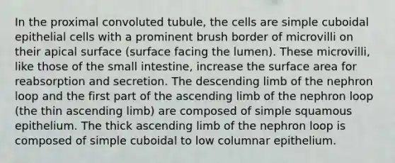 In the proximal convoluted tubule, the cells are simple cuboidal epithelial cells with a prominent brush border of microvilli on their apical surface (surface facing the lumen). These microvilli, like those of <a href='https://www.questionai.com/knowledge/kt623fh5xn-the-small-intestine' class='anchor-knowledge'>the small intestine</a>, increase the surface area for reabsorption and secretion. The descending limb of the nephron loop and the first part of the ascending limb of the nephron loop (the thin ascending limb) are composed of simple squamous epithelium. The thick ascending limb of the nephron loop is composed of simple cuboidal to low columnar epithelium.