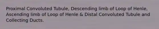 Proximal Convoluted Tubule, Descending limb of Loop of Henle, Ascending limb of Loop of Henle & Distal Convoluted Tubule and Collecting Ducts.