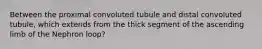 Between the proximal convoluted tubule and distal convoluted tubule, which extends from the thick segment of the ascending limb of the Nephron loop?