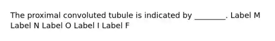 The proximal convoluted tubule is indicated by ________. Label M Label N Label O Label I Label F